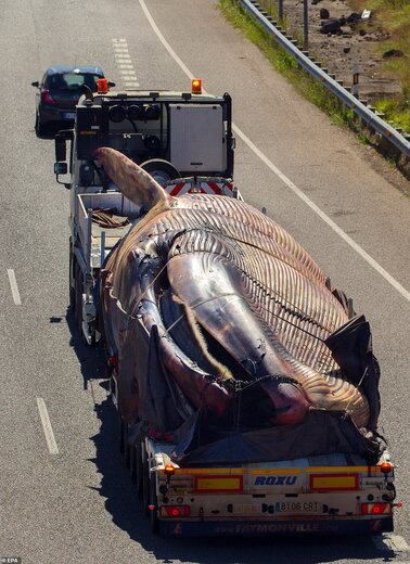 نهنگ ۷۵ تنی در سواحل اسپانیا