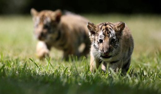 نتیجه بازدید محیط زیست از باغ وحش "حسن رعیت" چه بود؟