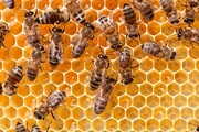 فیلم | خوابیدن روی کندوهای زنبور برای درمان!