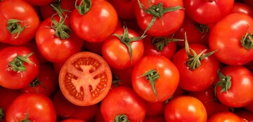قیمت جدید گوجه‌فرنگی اعلام شد/ دارایی‌نژاد: ۵۰ درصد میوه‌ها روی دست مغازه‌ها مانده است