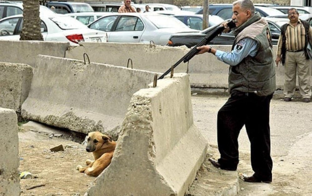 خبر تزریق اسید و کشتار سگ‌های خیابان‌گرد تهران صحت دارد