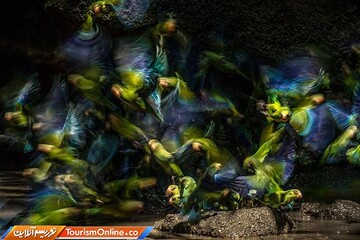 عکس منتخب مسابقه عکاس ۲۰۱۹ پرندگان