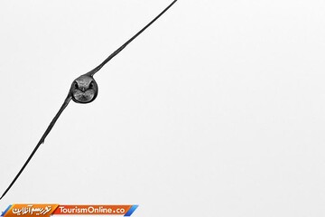 عکس منتخب مسابقه عکاس ۲۰۱۹ پرندگان