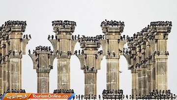 عکس منتخب مسابقه عکاس ۲۰۱۹ پرندگان