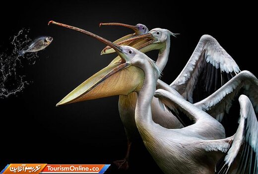 عکس منتخب مسابقه عکاس ۲۰۱۹ پرندگان