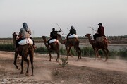 تصاویر | ماراتن شتر سواری در خوزستان