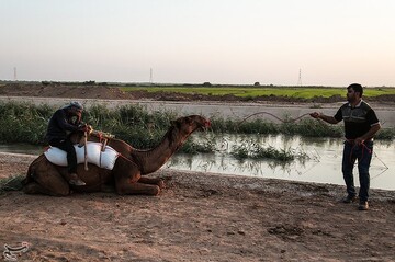 نخستین دوره مسابقات شتر سواری در روستای شیخ زهراب از توابع شهرستان حمیدیه
