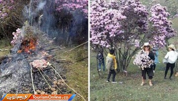 جداکردن و آتش زدن شاخه‌های درخت برای درست کردن باربکیو!