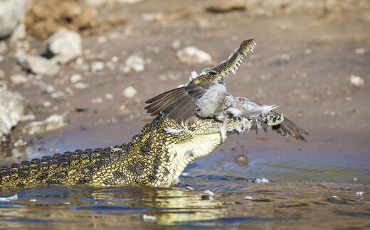شکار کبوتر توسط تمساح در بوتسوانا