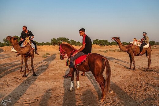 نخستین دوره مسابقات شتر سواری در روستای شیخ زهراب از توابع شهرستان حمیدیه