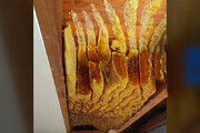فیلم | زنبورها زیر سقف خانه‌ای در استرالیا ۵۰ کیلوگرم عسل تولید کردند