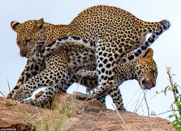 تصاویر | نمایش پلنگ‌ها مقابل دوربین عکاس آمریکایی