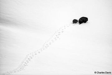 عکس برنده مسابقه عکاسی طبیعت جئوگرافیک 2019 استرالیا