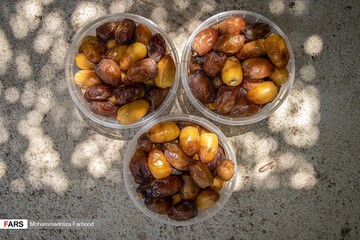 برداشت خرما و رطب در خشت استان فارس