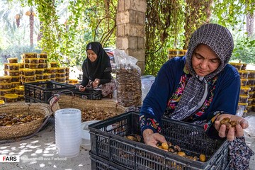 برداشت خرما و رطب در خشت استان فارس