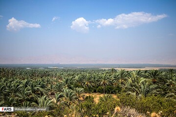 برداشت خرما و رطب در خشت استان فارس