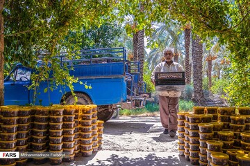 برداشت خرما و رطب در خشت استان فارس