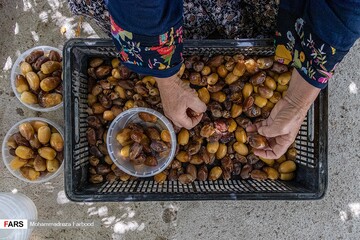 برداشت خرما و رطب در خشت استان فارس