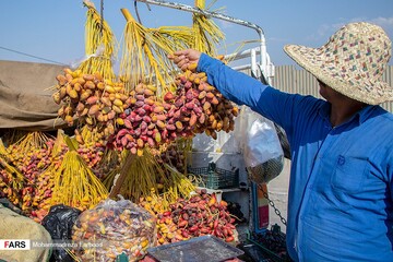 برداشت خرما و رطب در خشت استان فارس