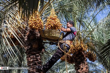 برداشت خرما و رطب در خشت استان فارس