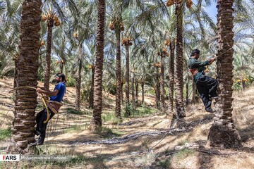 برداشت خرما و رطب در خشت استان فارس