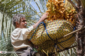 برداشت خرما و رطب در خشت استان فارس
