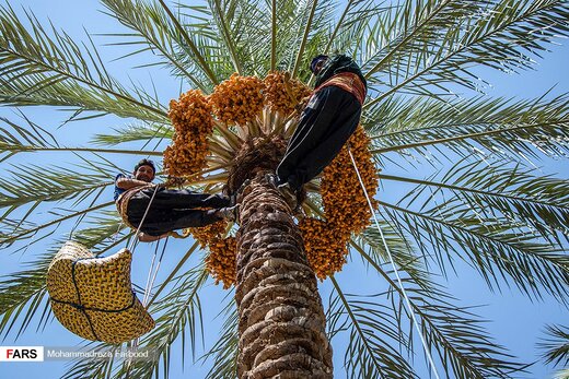 برداشت خرما و رطب در خشت استان فارس