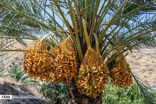 برداشت خرما و رطب در خشت استان فارس