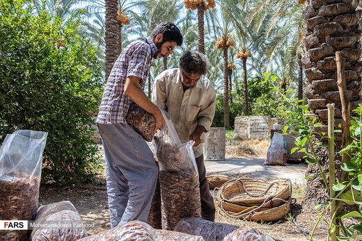 برداشت خرما و رطب در خشت استان فارس