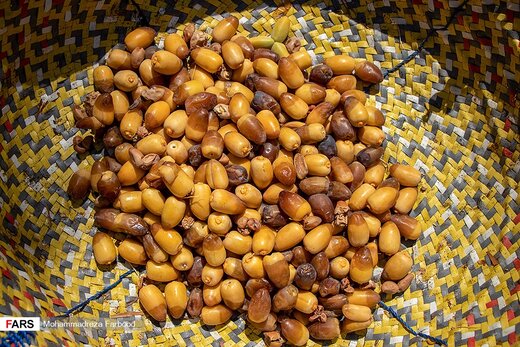 برداشت خرما و رطب در خشت استان فارس