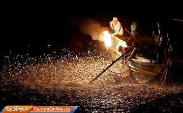 وقتی ساردین ها دیوانه می شوند