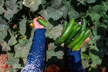 برداشت خیار بوته‌ای در تویسرکان همدان
