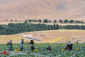 برداشت خیار بوته‌ای در تویسرکان همدان