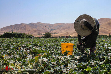 برداشت خیار بوته‌ای در تویسرکان همدان
