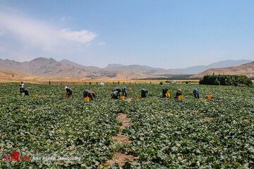 برداشت خیار بوته‌ای در تویسرکان همدان