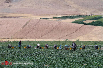 برداشت خیار بوته‌ای در تویسرکان همدان