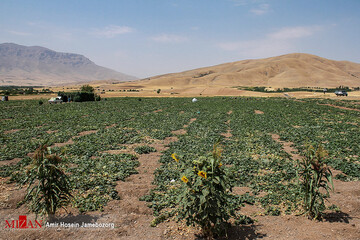 برداشت خیار بوته‌ای در تویسرکان همدان