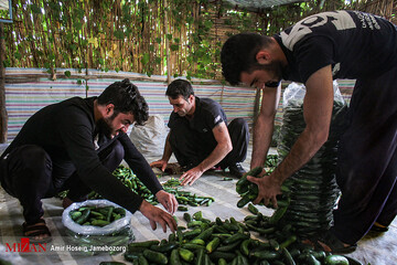 برداشت خیار بوته‌ای در تویسرکان همدان