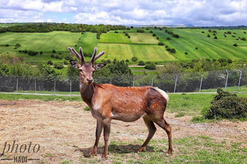 عکس | گوزن ایرانی در جنگل‌های اردبیل