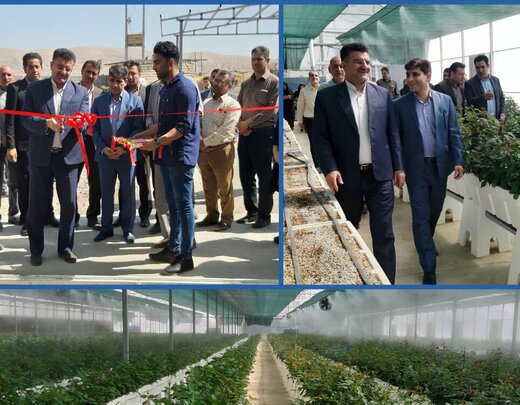 افتتاح گلخانه هیدروپونیک گل رز در خرم آباد / سرمایه گذاری 4 میلیارد تومانی 