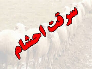 سارق احشام در دورود دستگیر شد/ کشف ۶۳ راس گوسفند