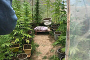 عکس | کشف گلخانه ماری‌جوانا در تهران!