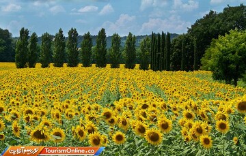 دشت گل‌های آفتابگردان در تاسکانی-ایتالیا-