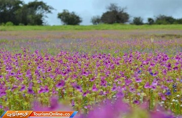 دشت گل پنیرک-هند-