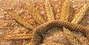 نرخ سبوس افزایش نداشته است / دونرخی بودن قیمت سبوس موجب رانت و فساد است
