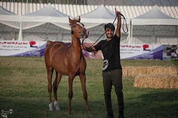 اولین جشنواره زیبایی اسب در کرمانشاه