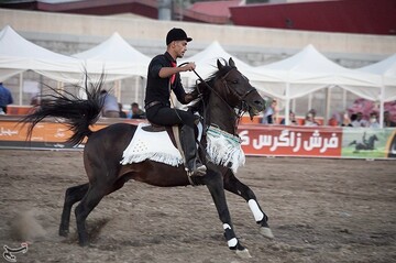 اولین جشنواره زیبایی اسب در کرمانشاه