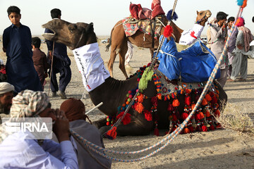 دومین جشنواره پسته و شتر دوانی کورین
