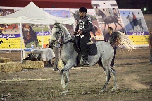 اولین جشنواره زیبایی اسب در کرمانشاه