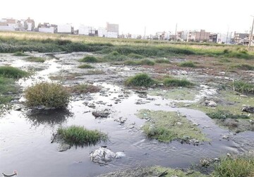 کشت برنج با طعم فاضلاب در دورود؛ ماجرا ‌چیست؟/ عکس